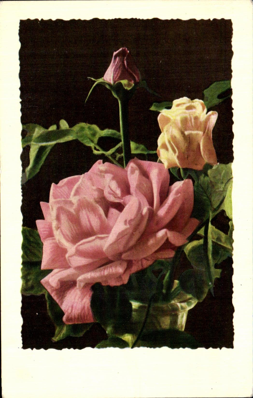 Flor Rose de la fantasia de CPSM