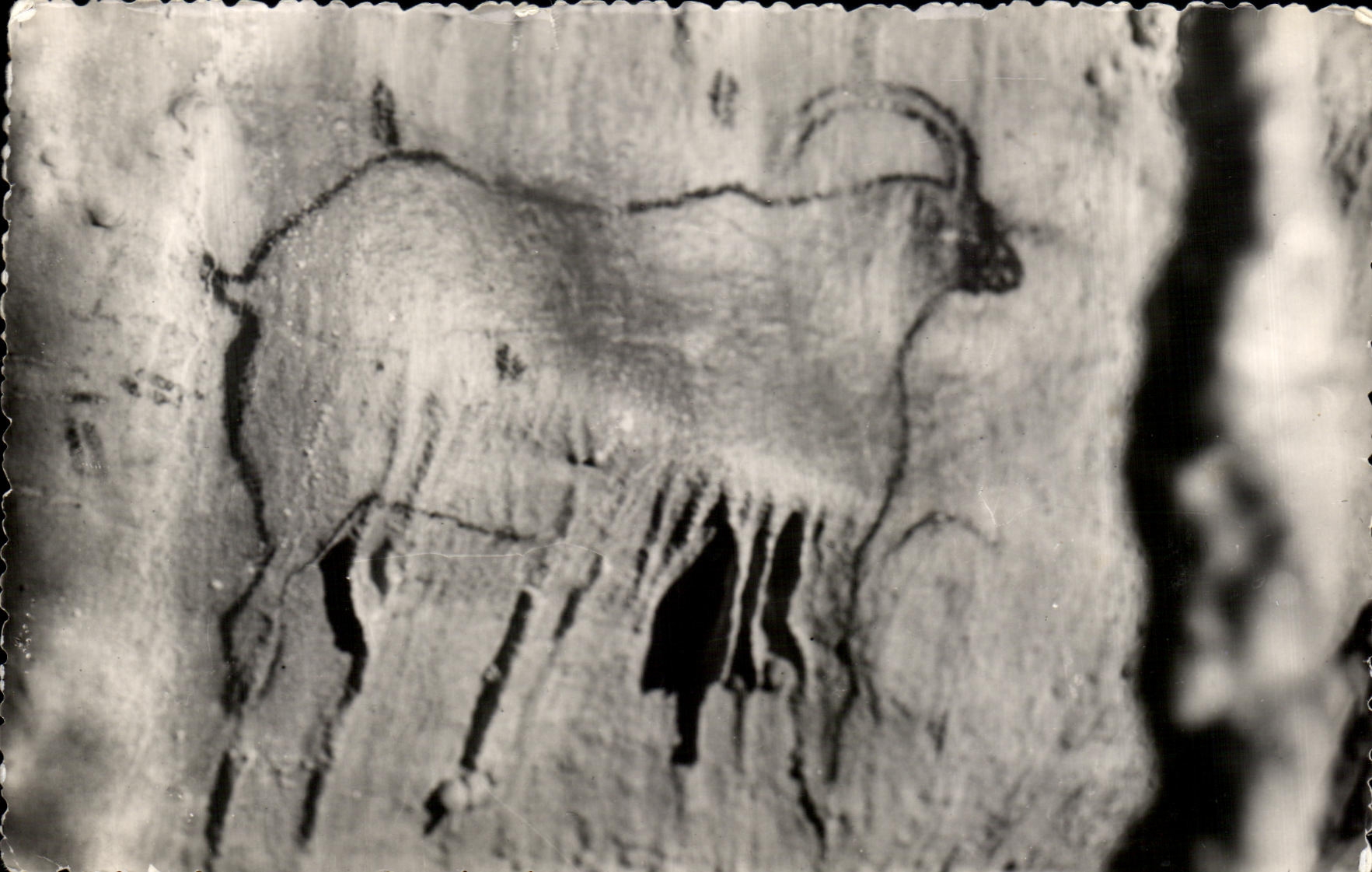 CPSM Gourdon in Guercy Caves of Cougnac Large ibex