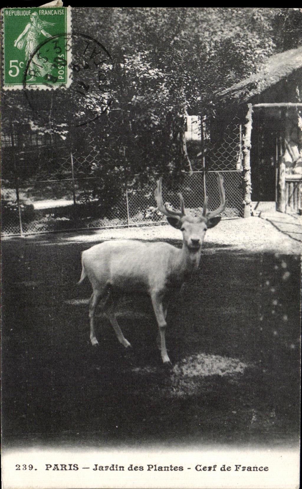 CPA Paris Botanical garden Stag of France