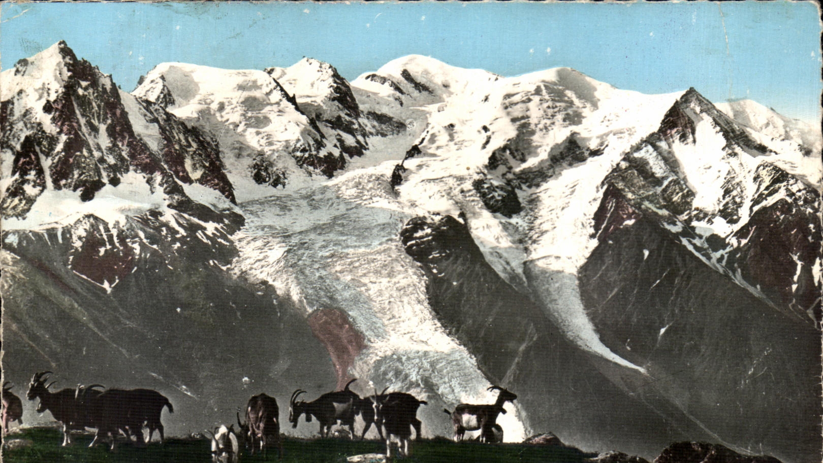 CPSM Mont Blanc Goats