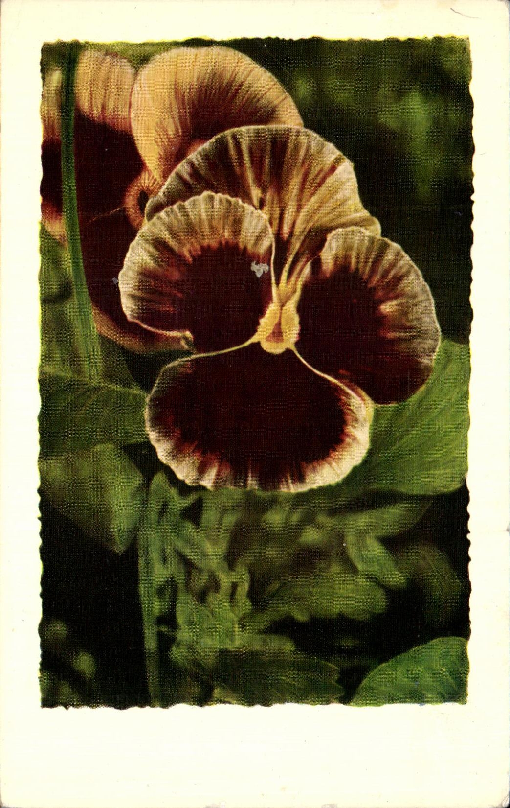 Flores de la fantasia de CPA