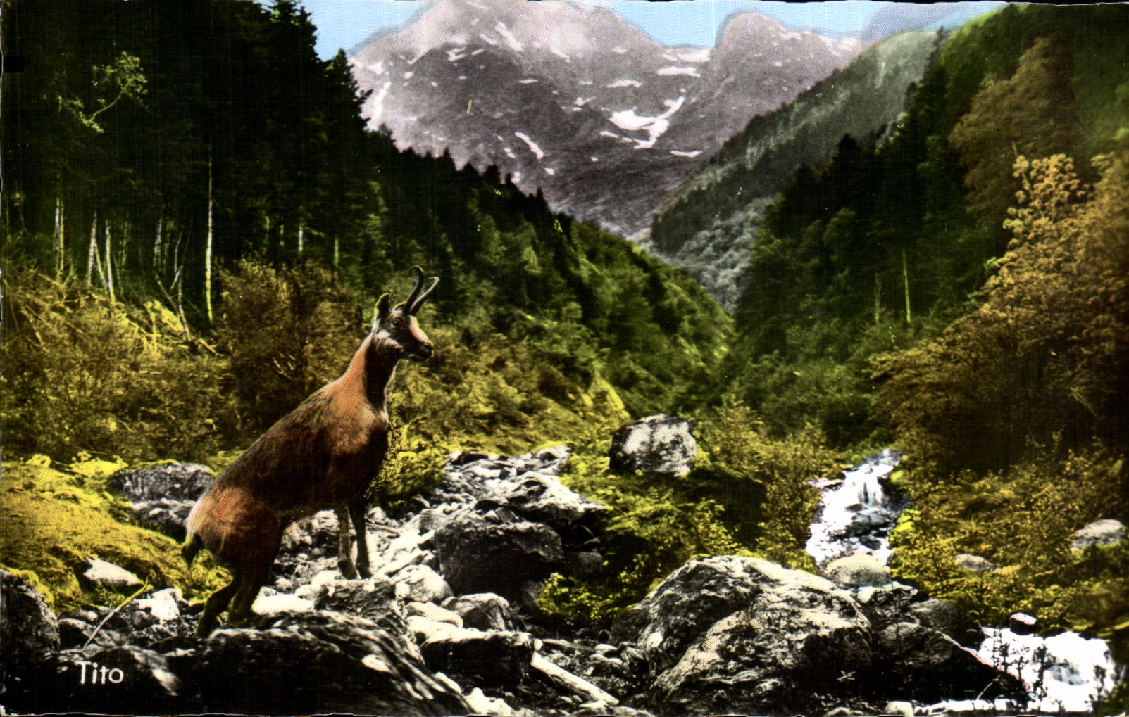 CPA Valley D' Aure Isard on the Slopes of the Peak of Aret