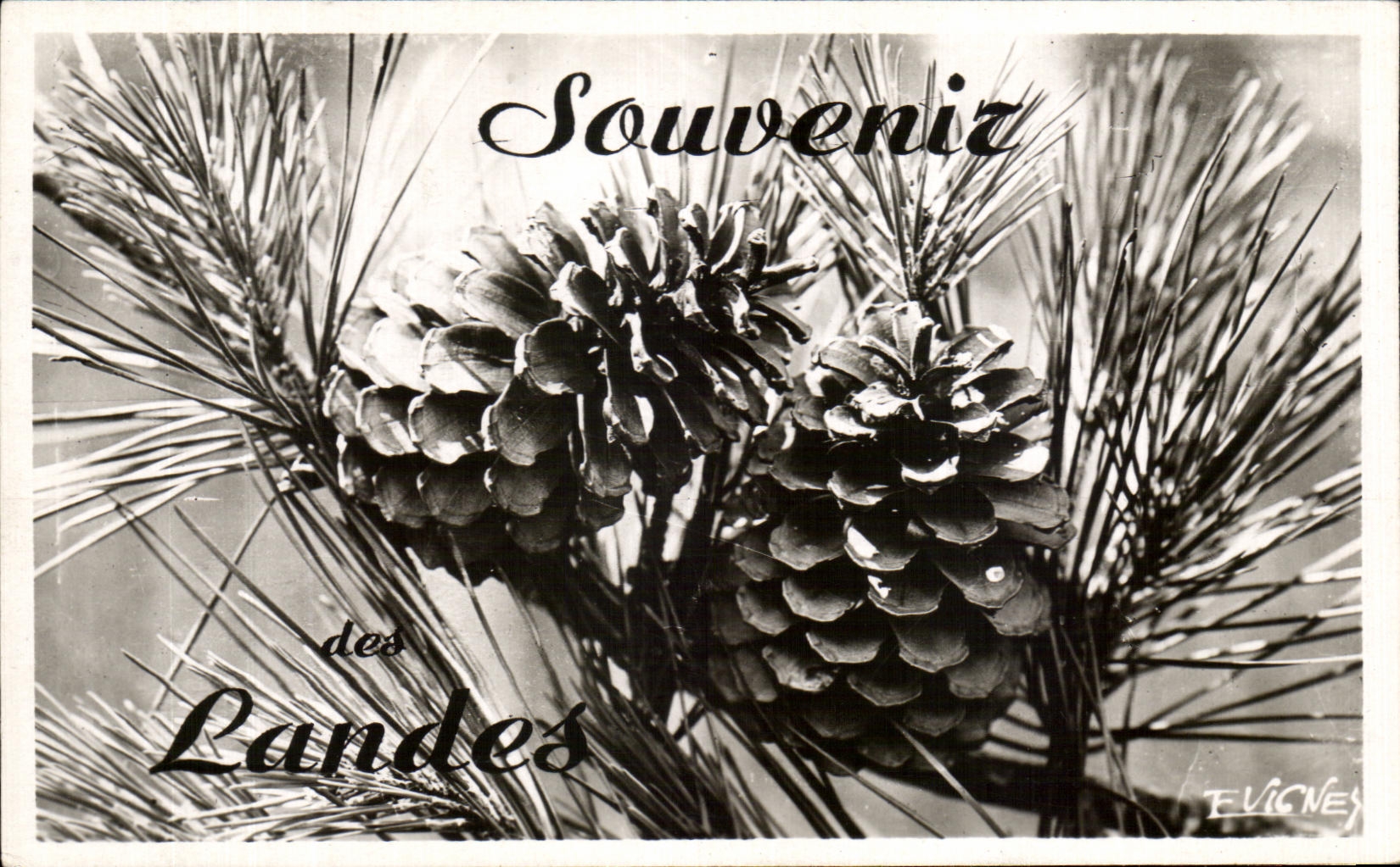 CPA Souvenir of the Moors Pine cones