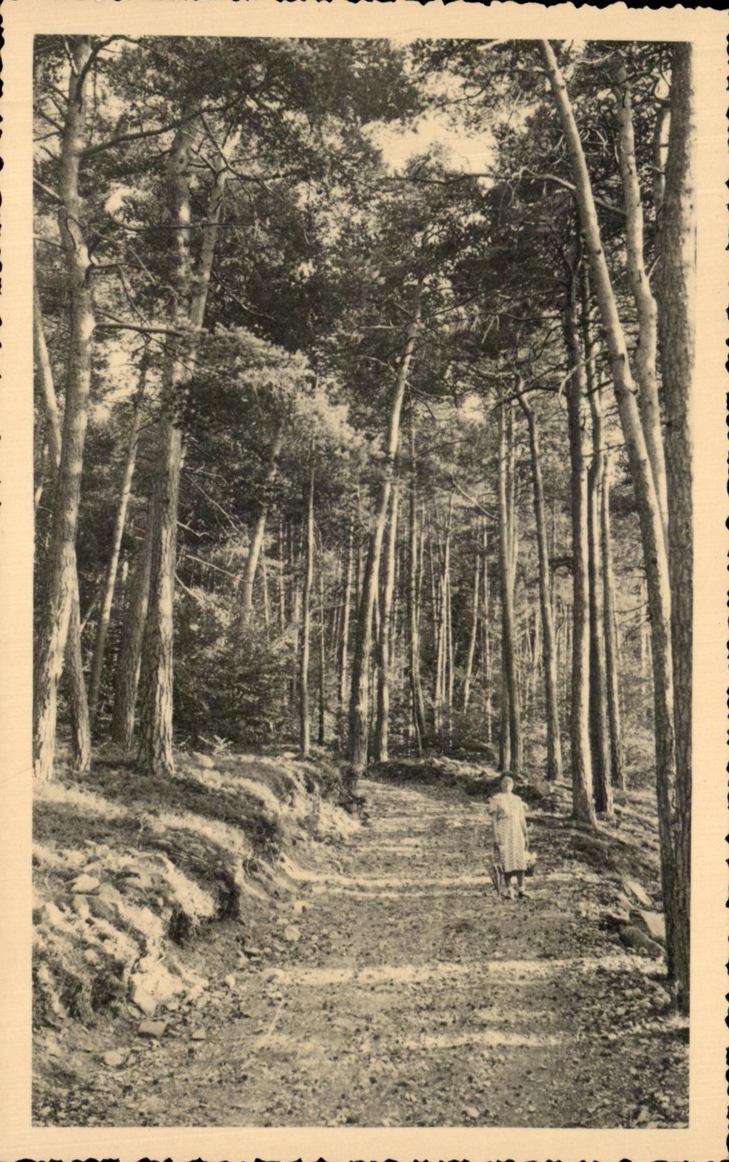 CPA debajo de la madera