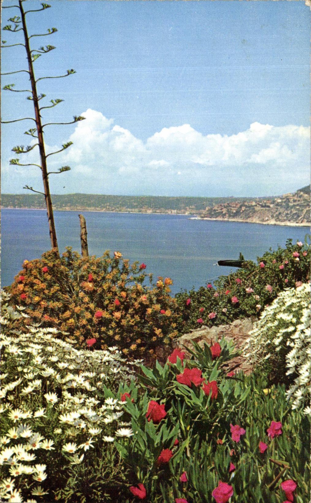 El corral Echappee florecido el jardin azul de CPSM en el mar en el contenido la bahia de los angeles tiene Niza