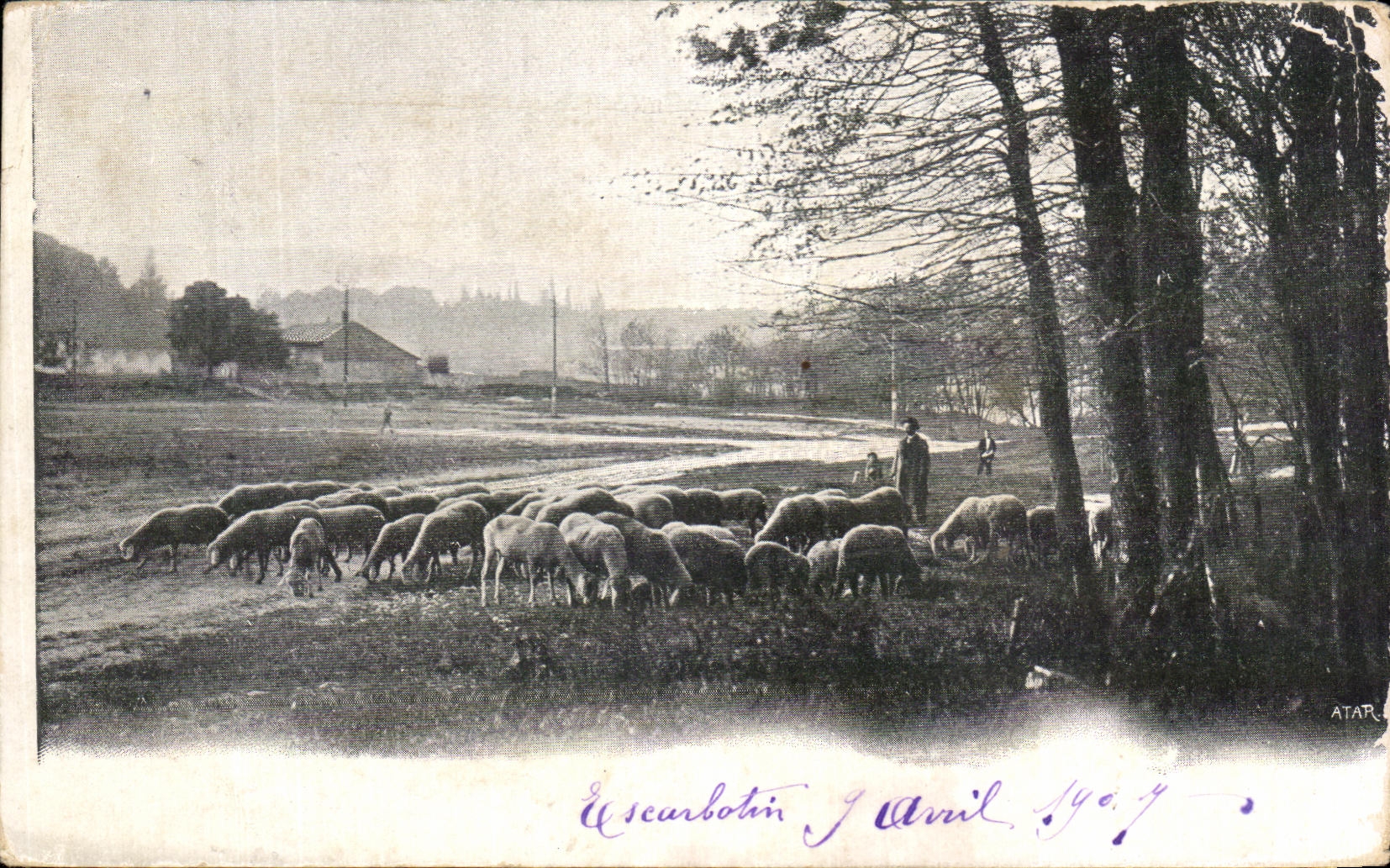 CPA Shepherd and sheep