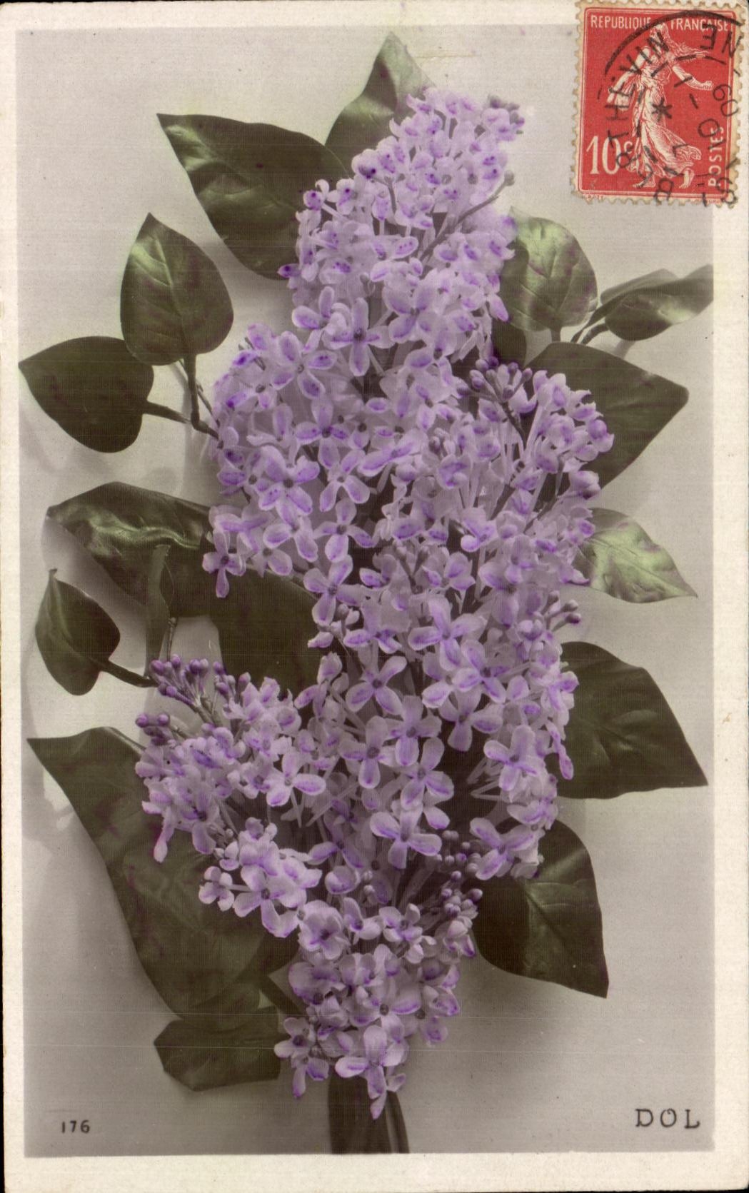 Flores de la fantasia de CPA