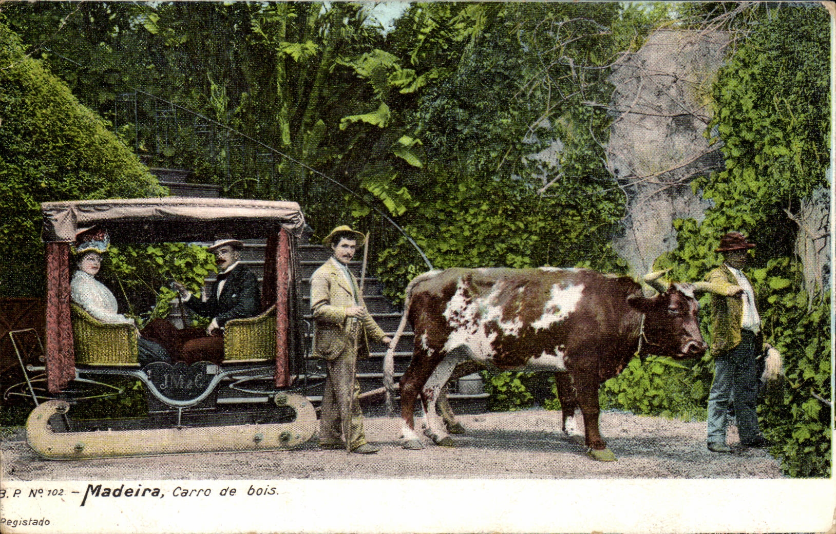 CPA Madeira Carro De Bois Coach of oxen