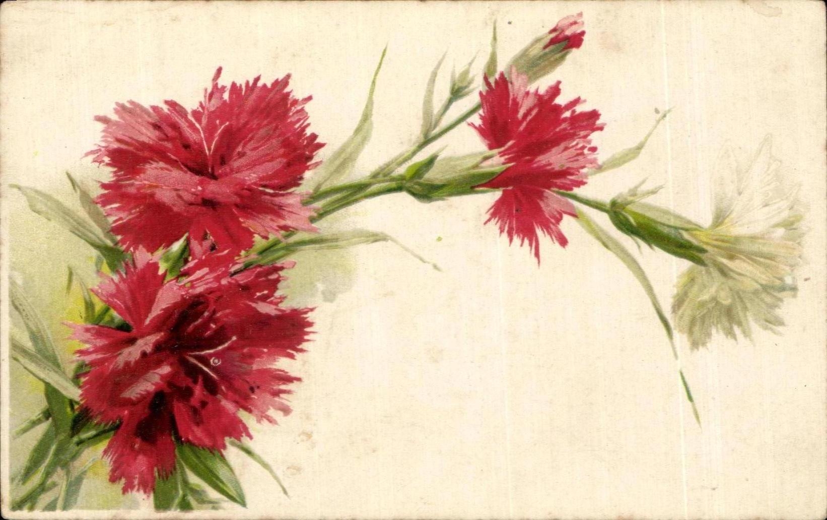 Flores de la fantasia de CPA