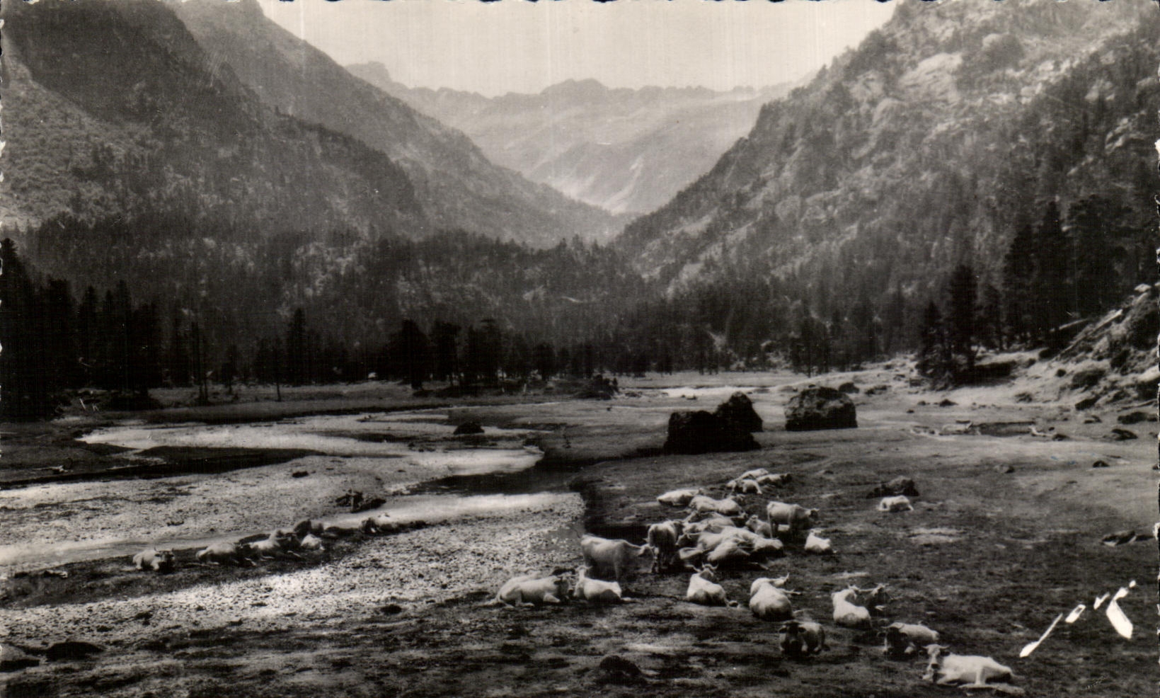 CPA Surroundings De Cauterets Pasture In the Valley Of Marcadau