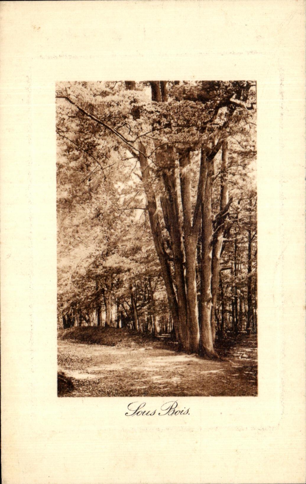 CPA debajo de los arboles de madera