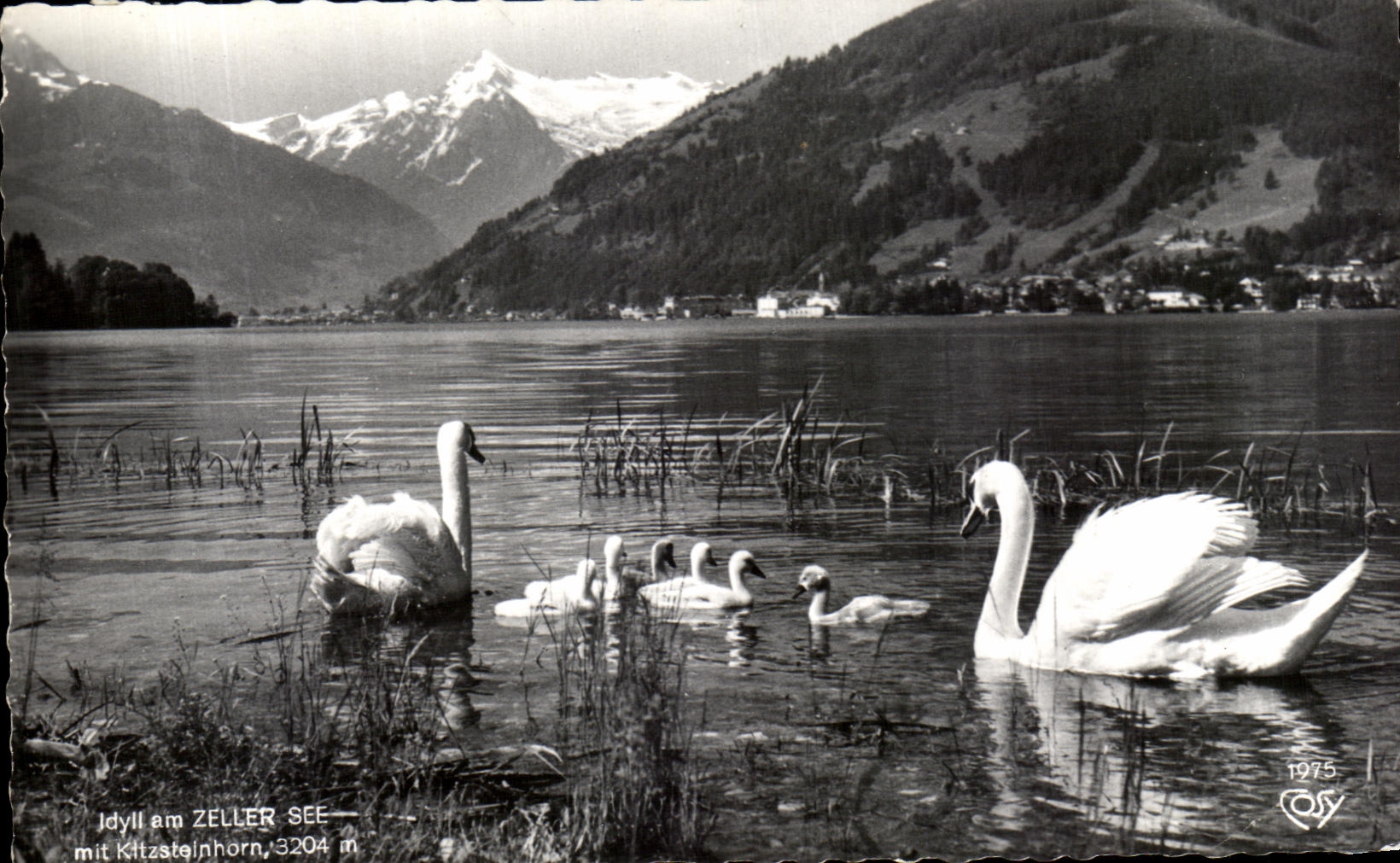 CPA idyll amndt Zeller See MIT Kitzsteinhorn Swans