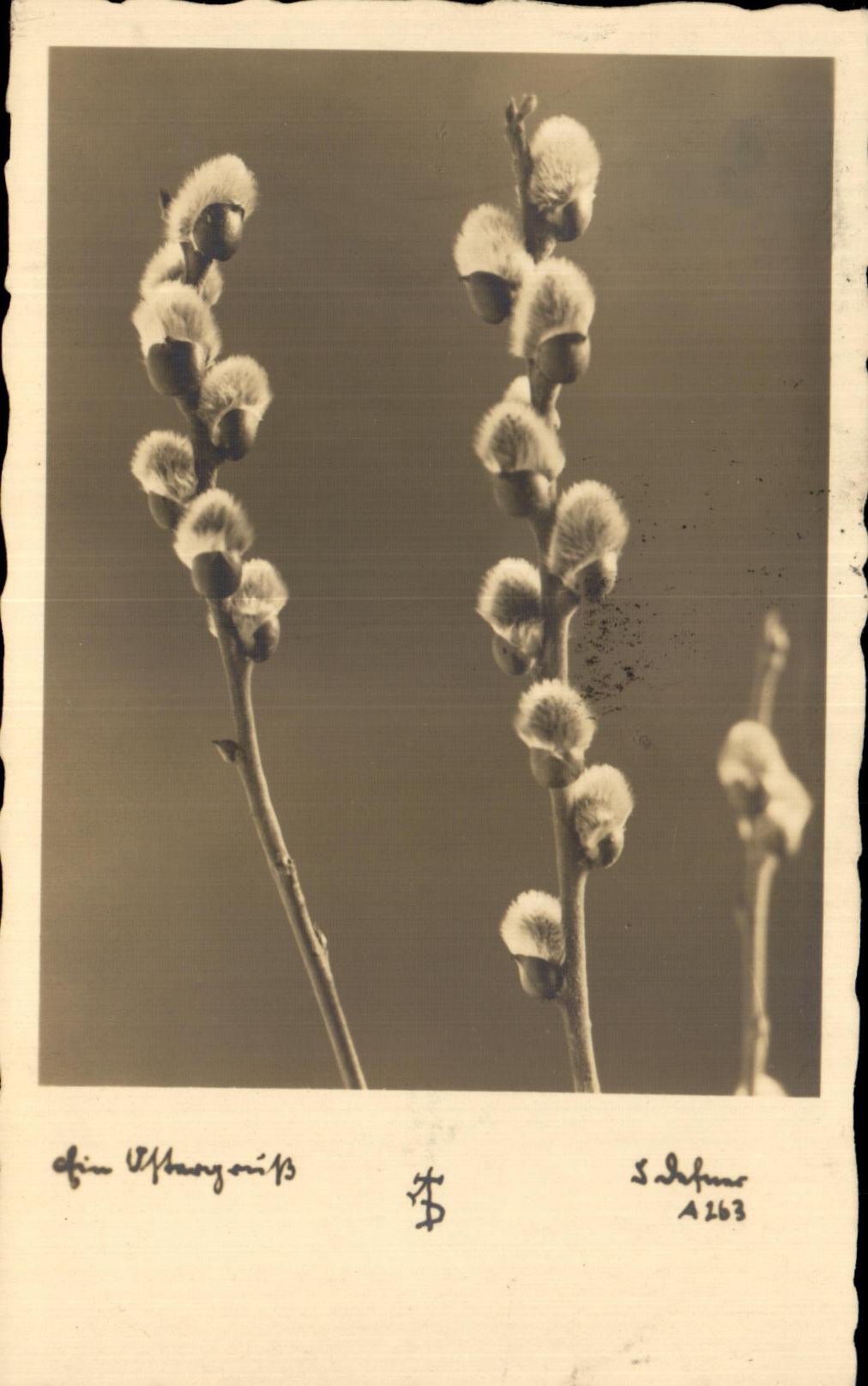 Flores de la fantasia de CPA