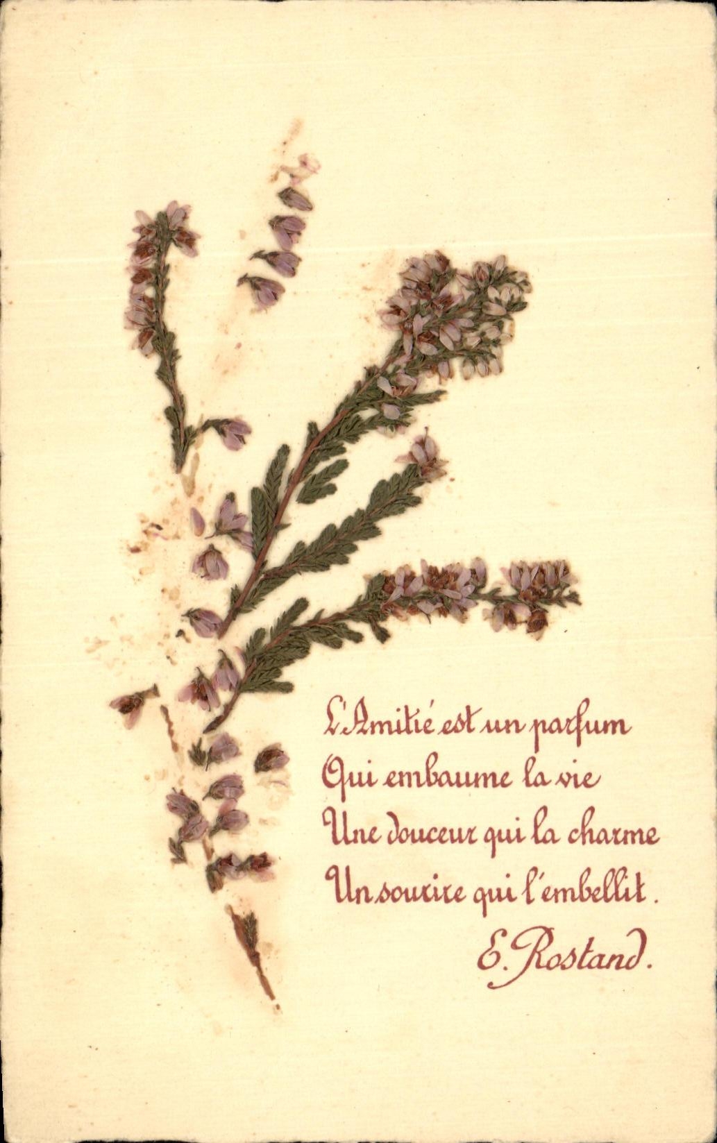 La fantasia de CPA florece sechees