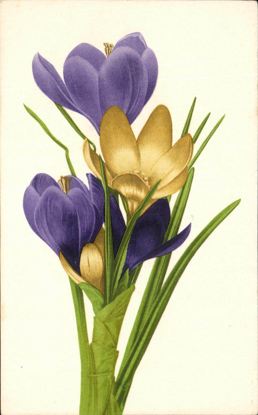 Flores de la fantasia de CPA