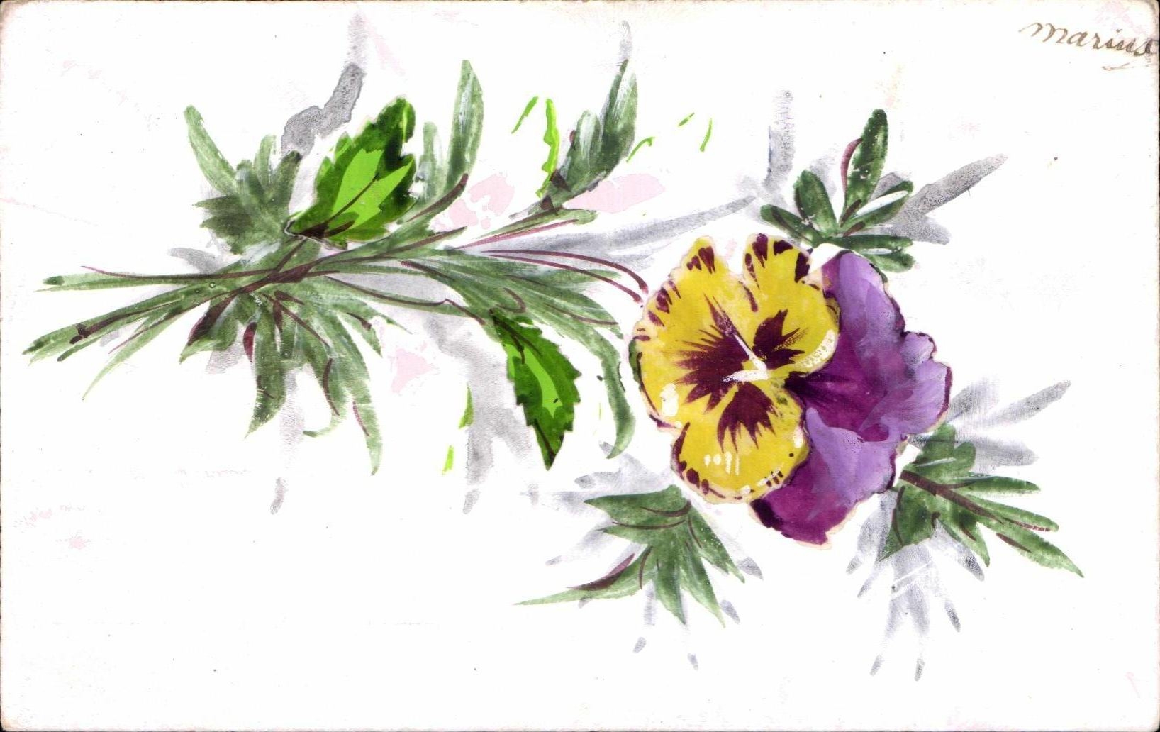 Flores de la fantasia de CPA