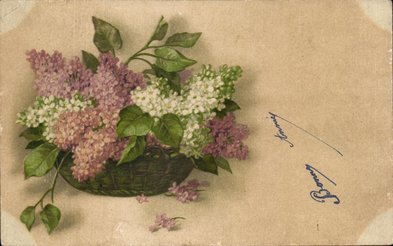 Flores de la fantasia de CPA