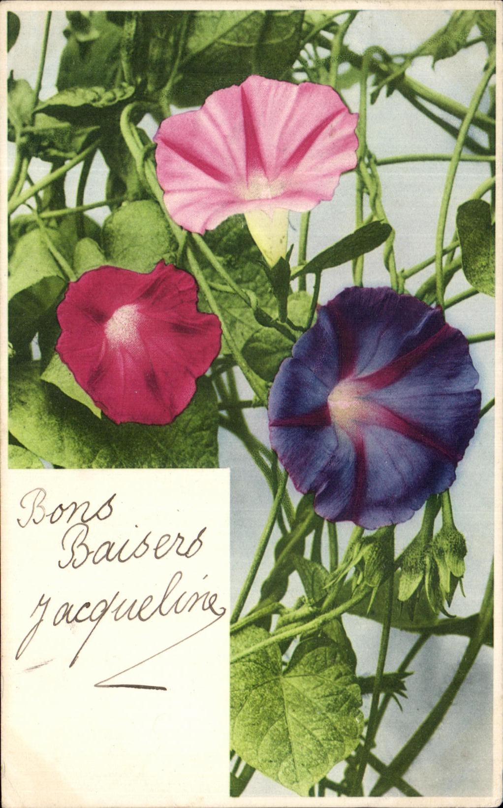 Flores de la fantasia de CPA