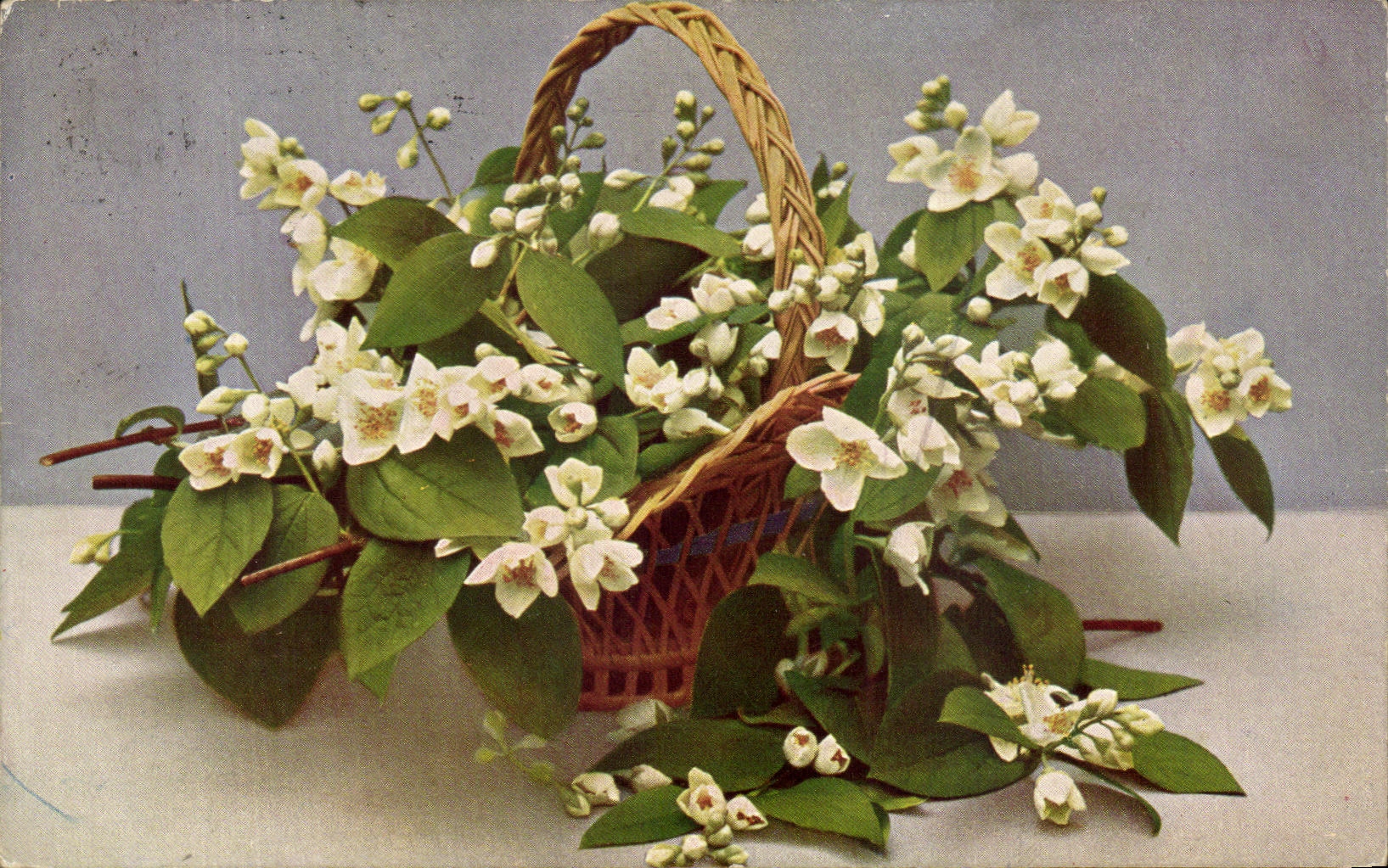 Flores de la fantasia de CPA