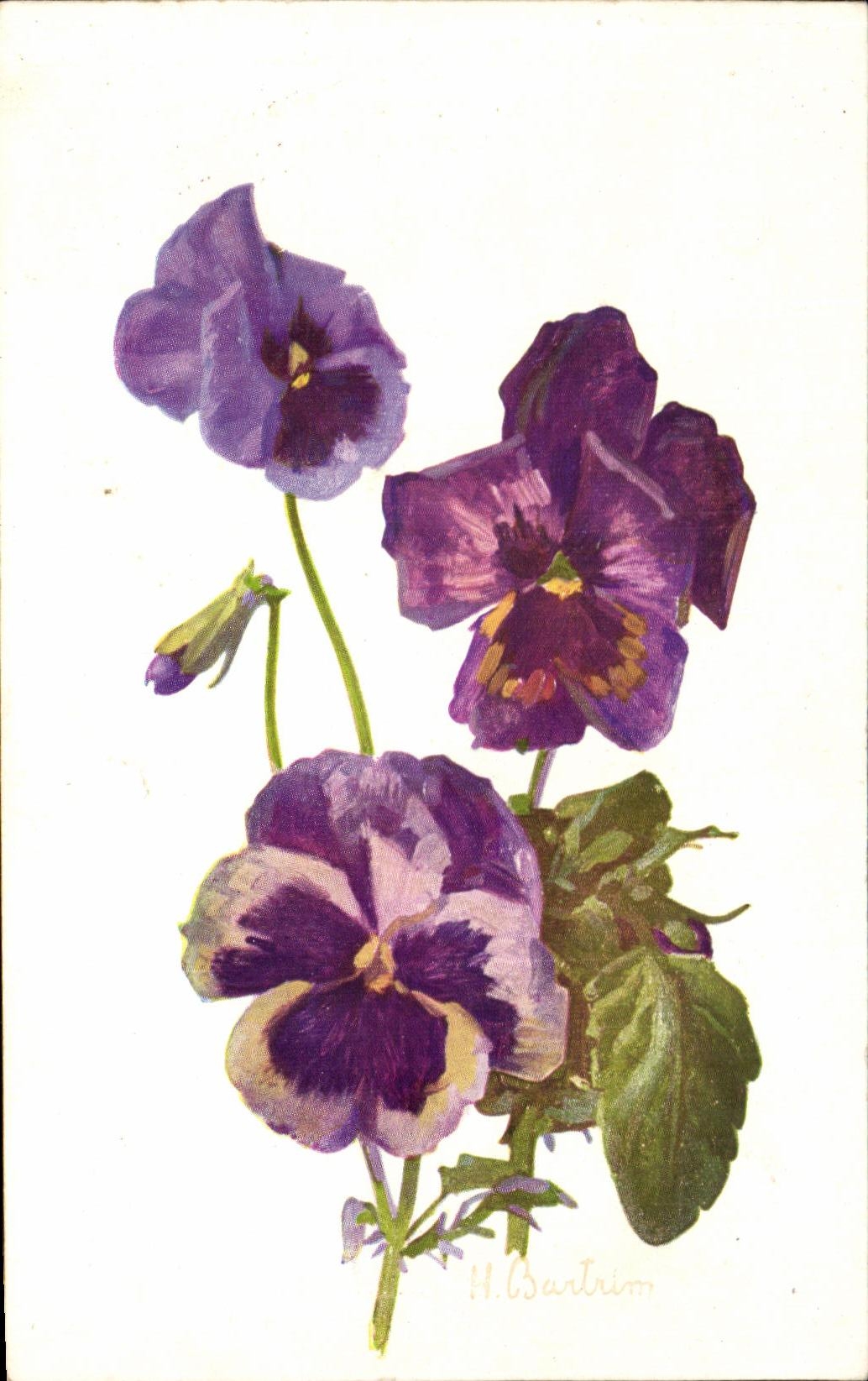 Flores de la fantasia de CPA