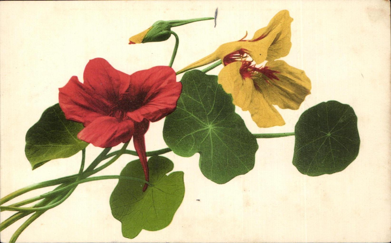 Flores de la fantasia de CPA