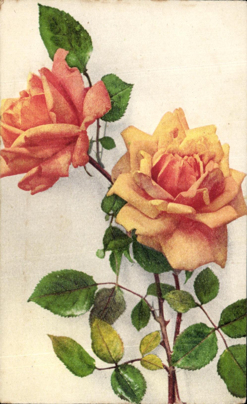 La fantasia de CPA florece rosas