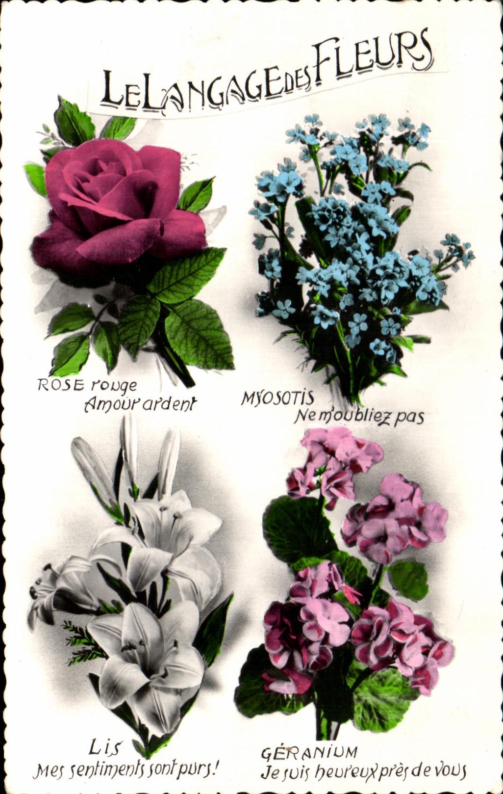 La fantasia de CPA florece nomeolvides rosada del geranio del lirio