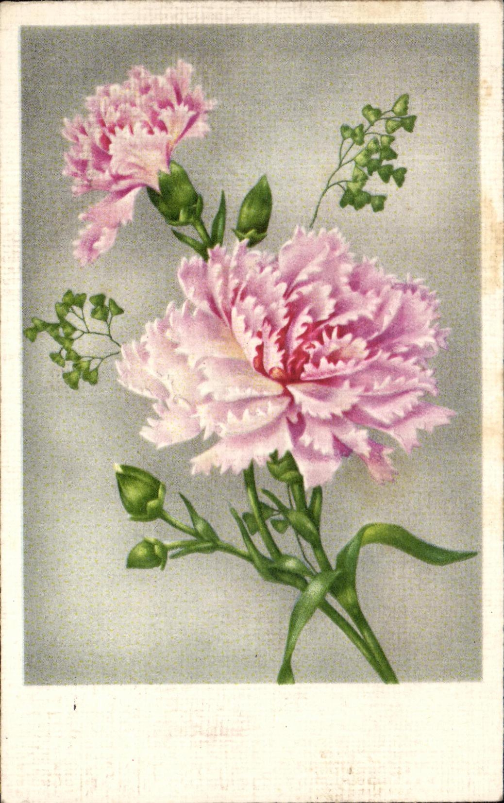 Flores de la fantasia de CPA