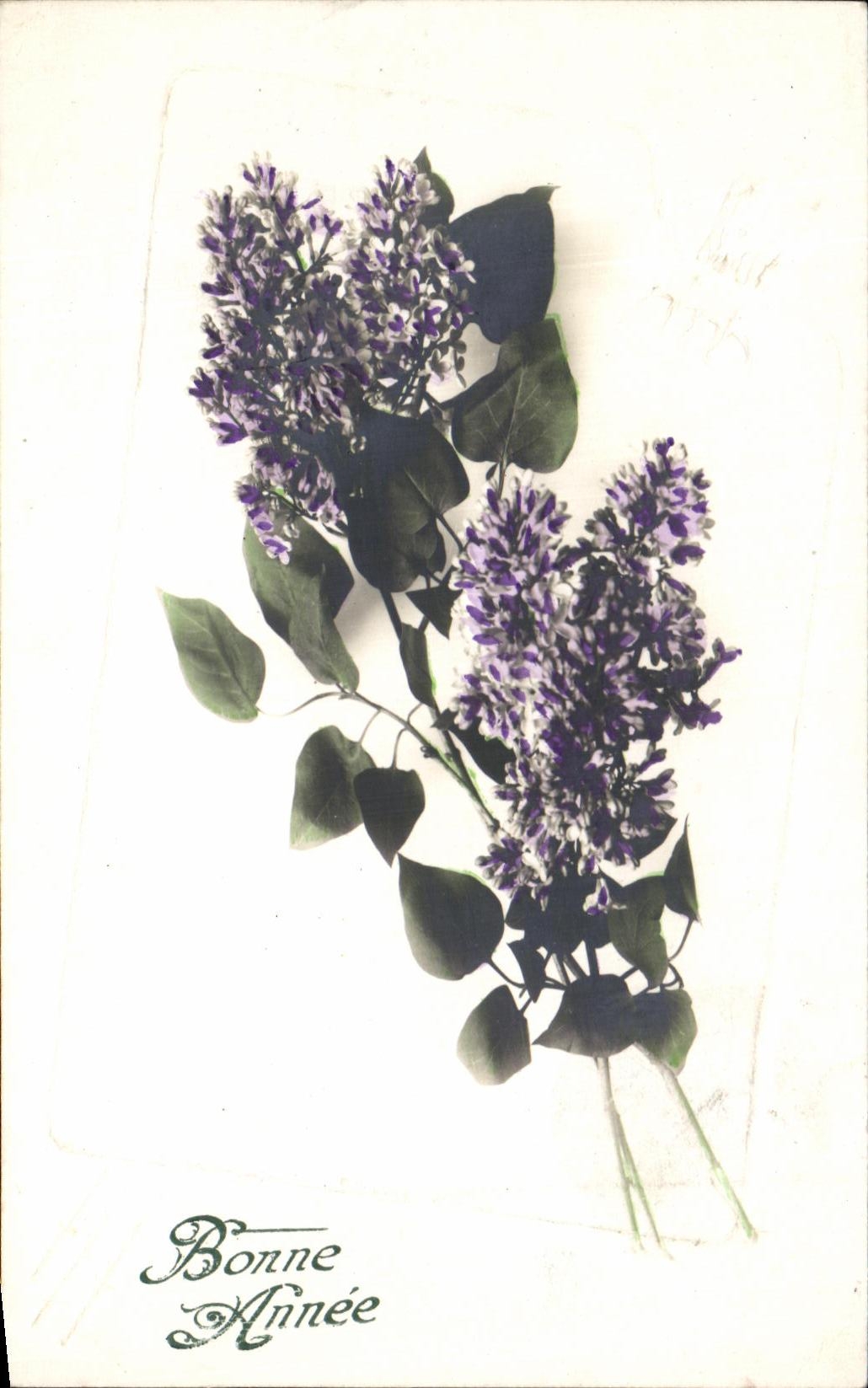 Flores de la fantasia de CPA