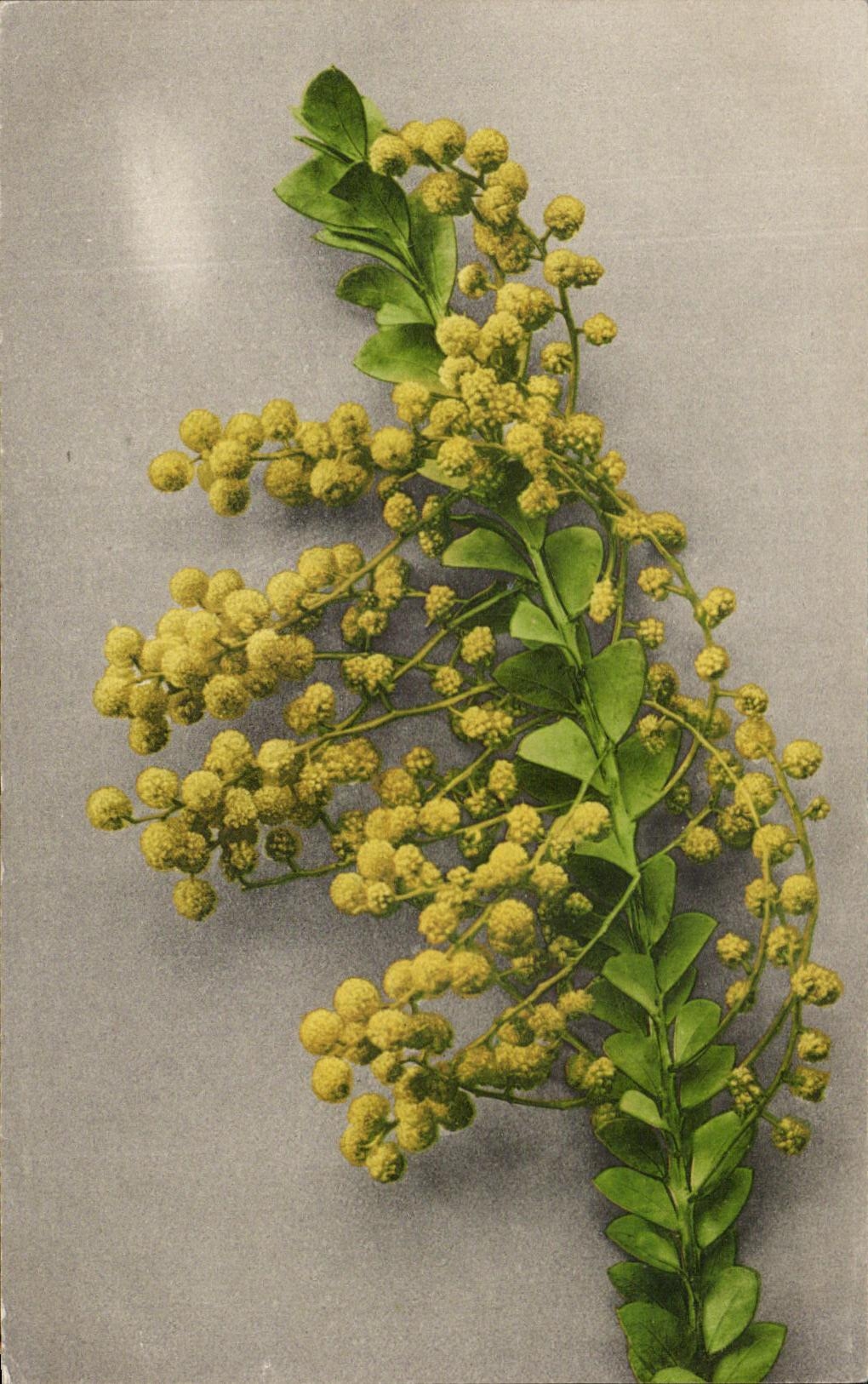 Flores de la fantasia de CPA