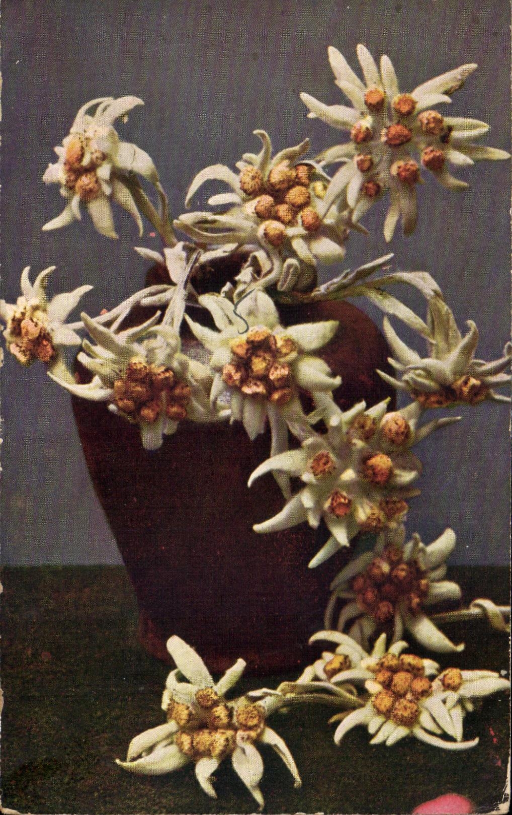 La fantasia de CPA florece Edelweiss