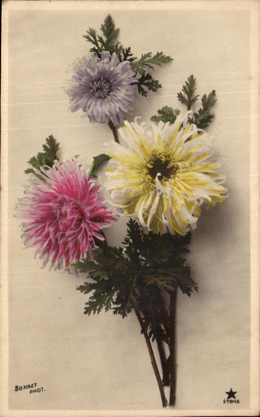 Flores de la fantasia de CPA