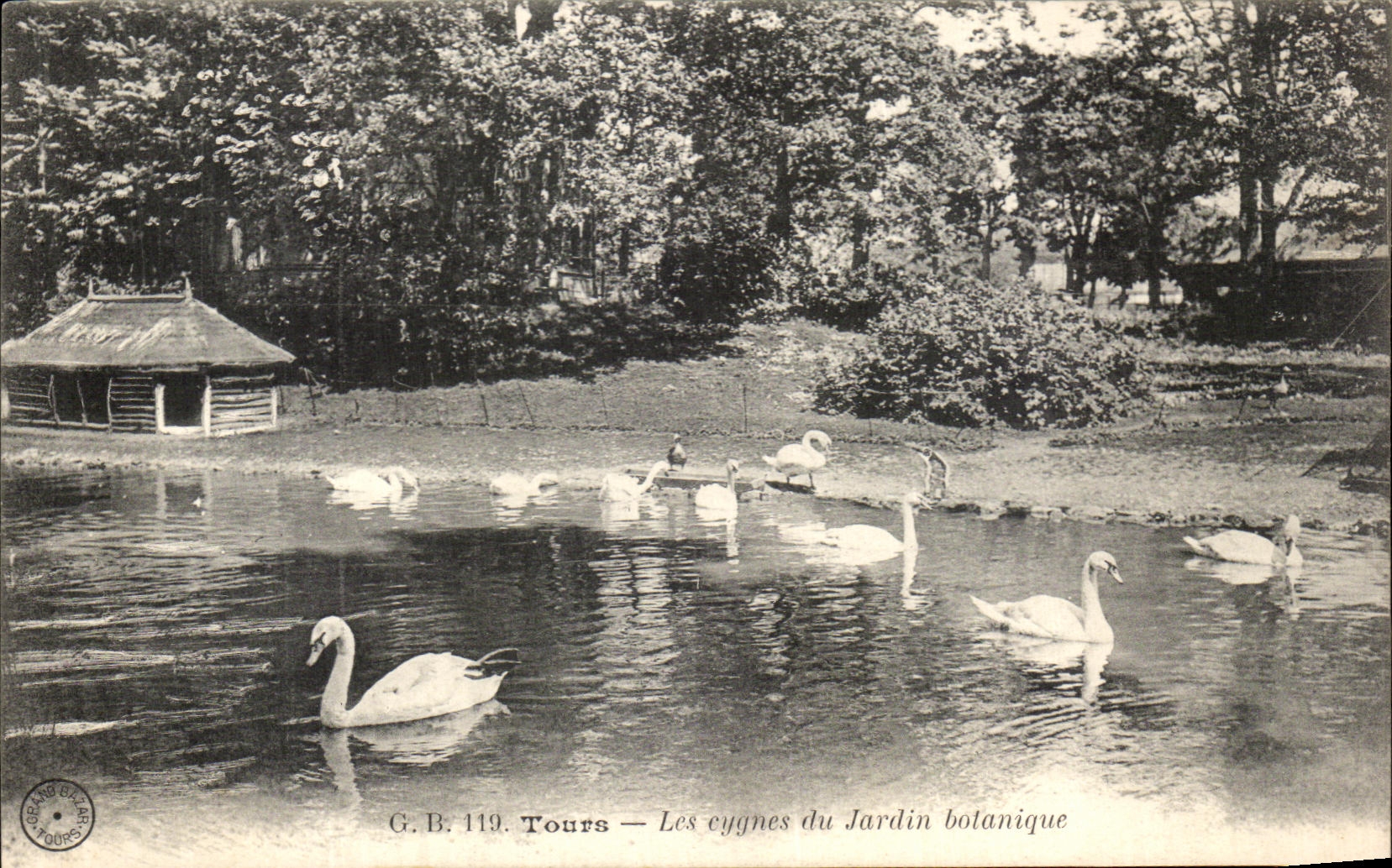 CPA Tours Les cygnes Du Jardin Botanique