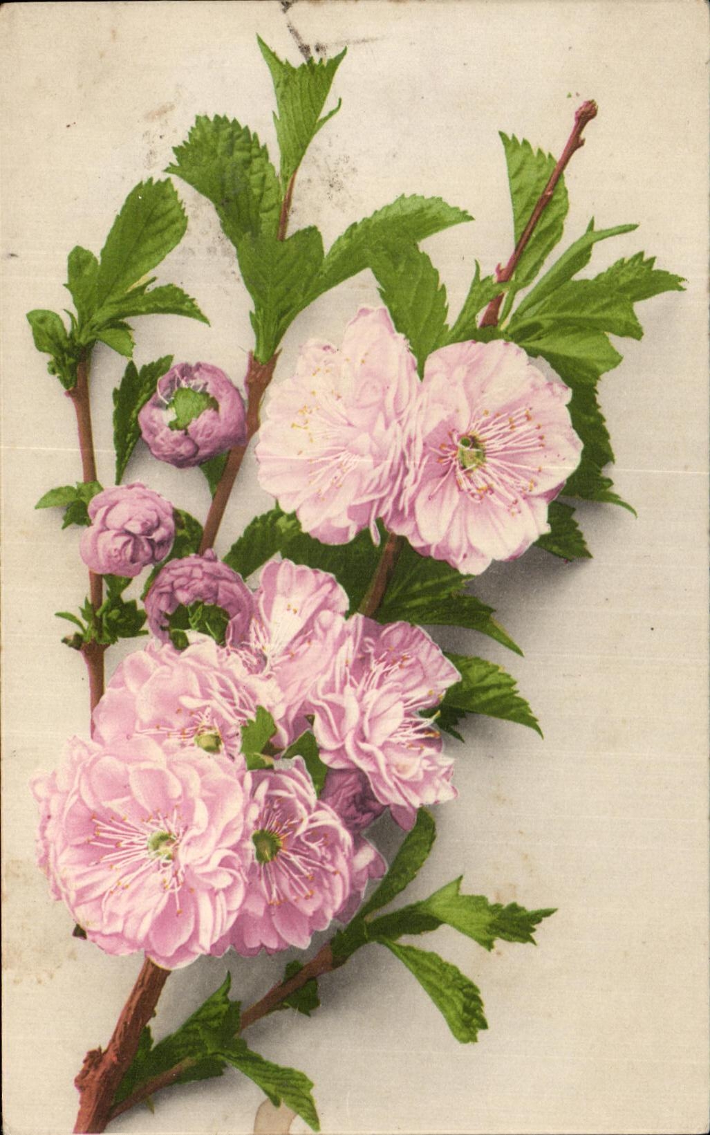 Flores de la fantasia de CPA