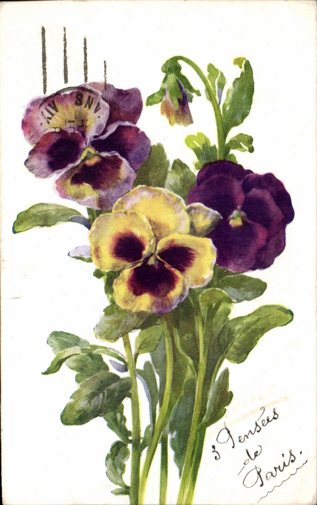 Flores de la fantasia de CPA