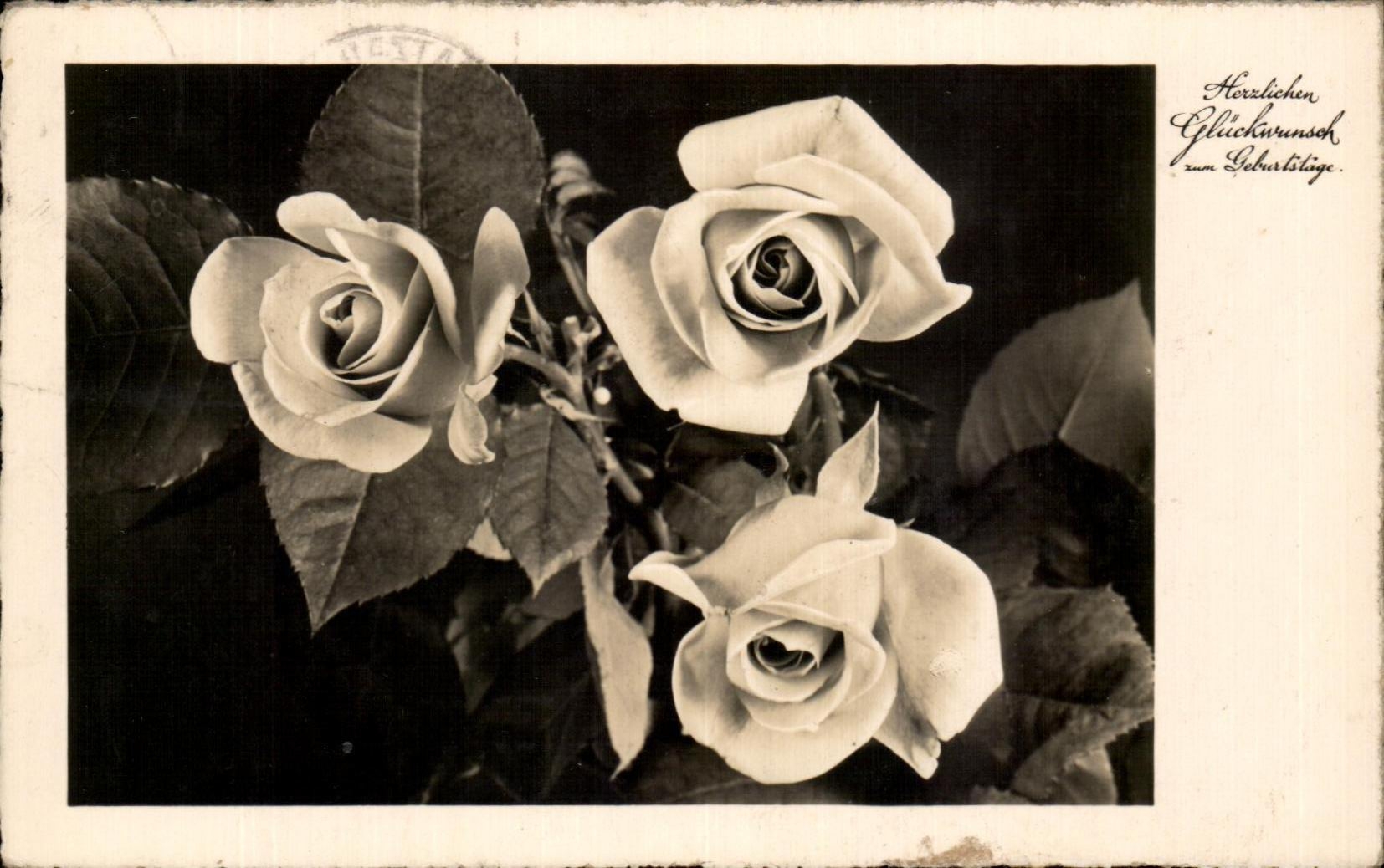 La fantasia de CPA florece rosas