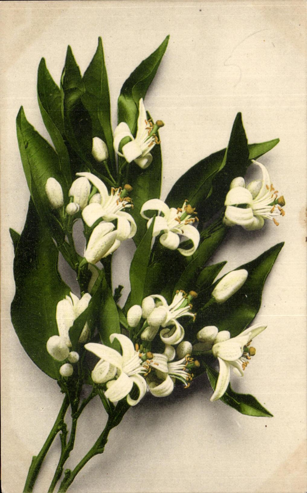 Flores de la fantasia de CPA