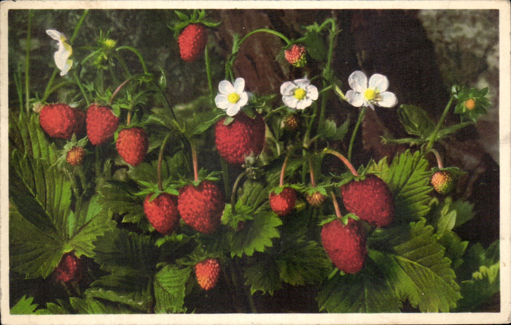 Planta de fresa de la fantasia de CPA de la madera