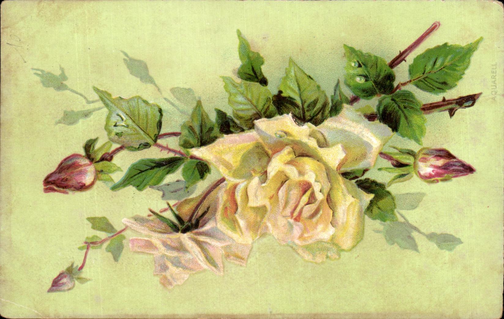 Flores de la fantasia de CPA