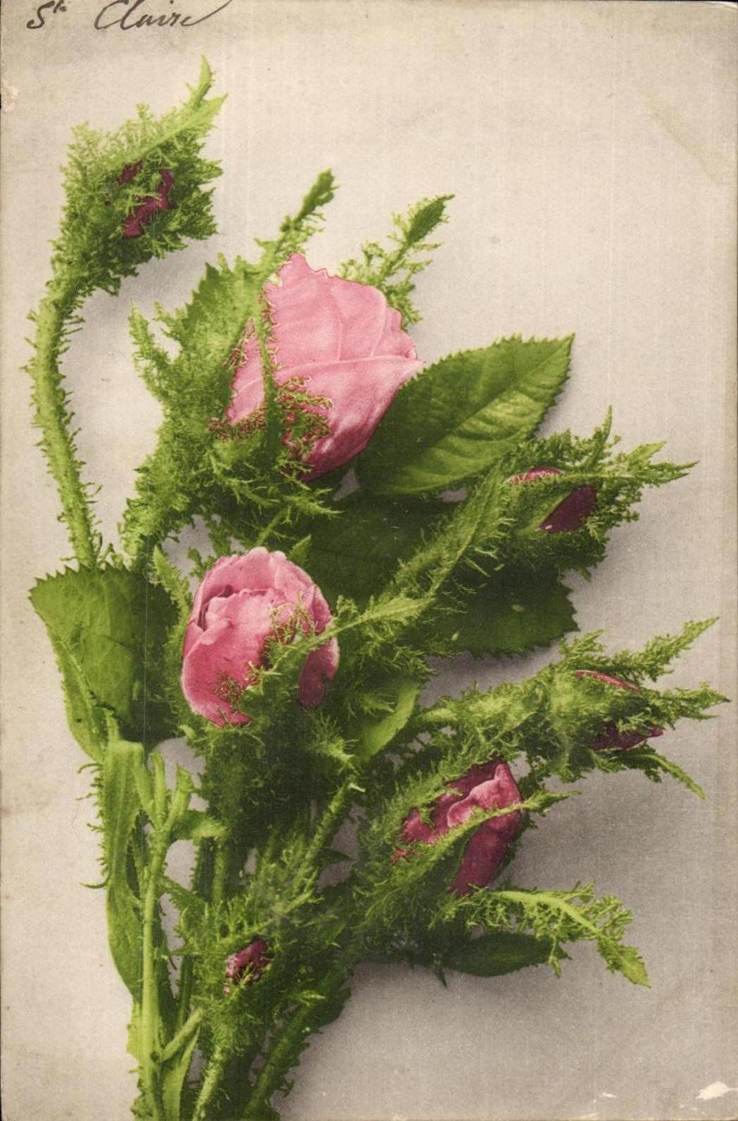 Flores de la fantasia de CPA