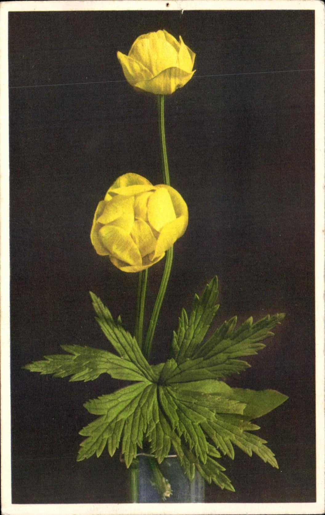 Flores de la fantasia de CPA