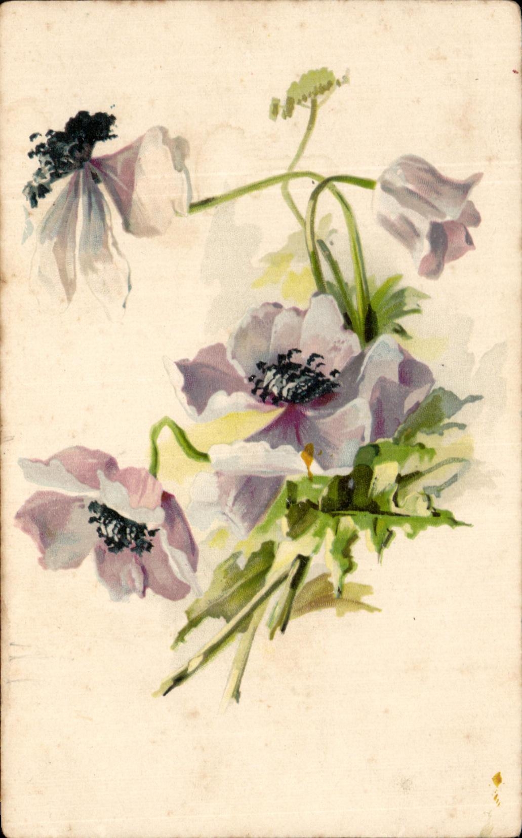 Flores de la fantasia de CPA