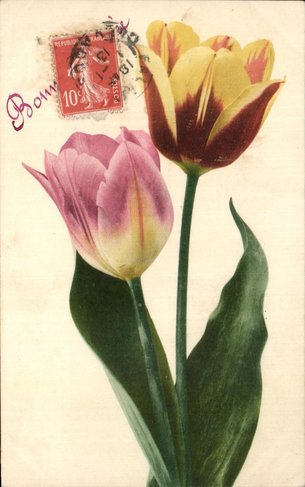 Flores de la fantasia de CPA