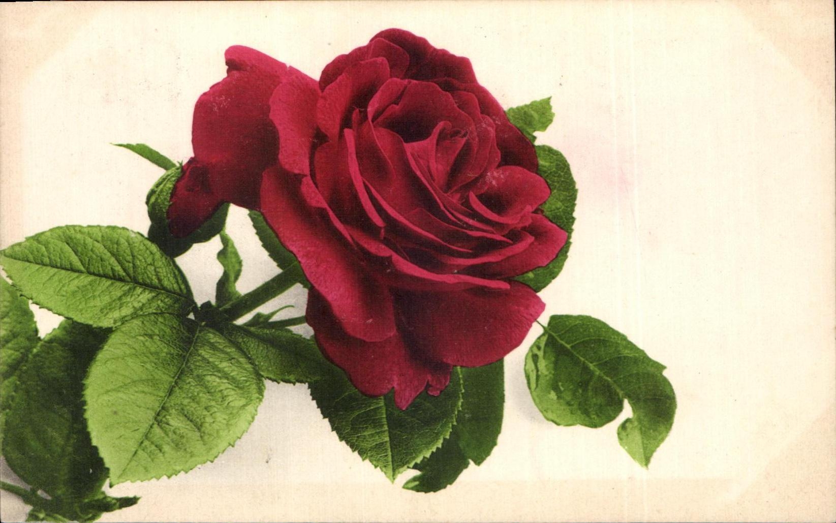 Flores de la fantasia de CPA