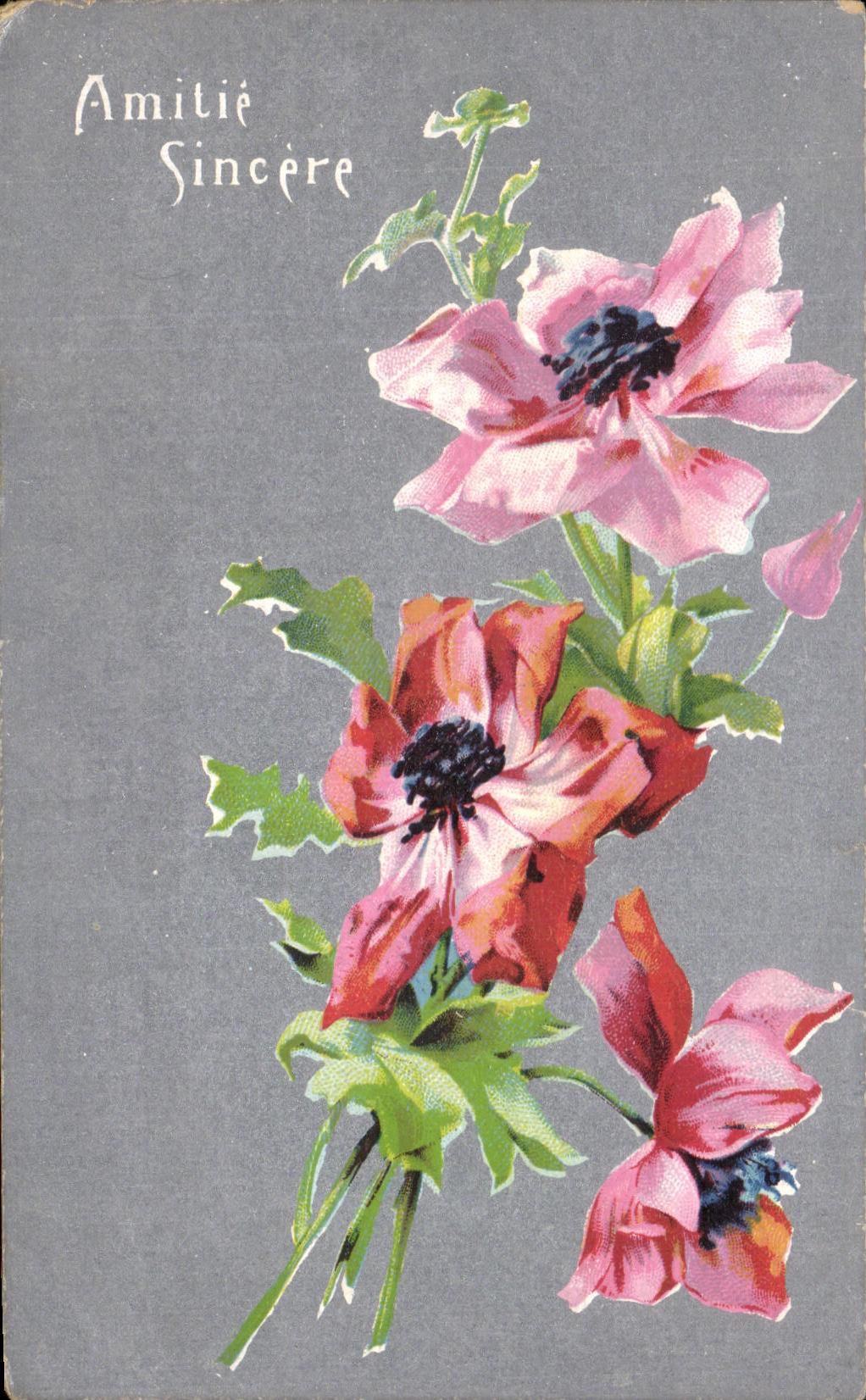 Flores de la fantasia de CPA