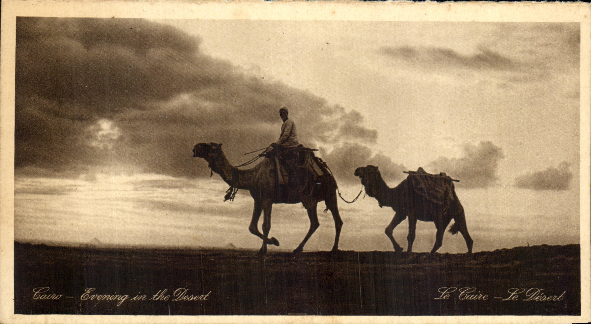 CPA Egypte Le Caire Le Desert Chameaux