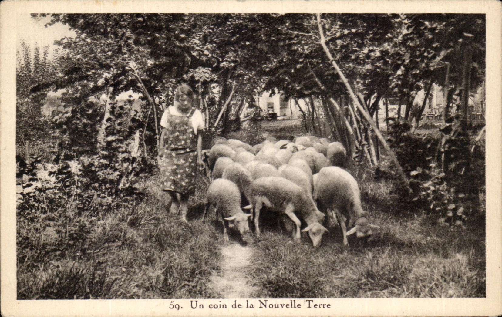 CPA a corner of the New Earth Sheep