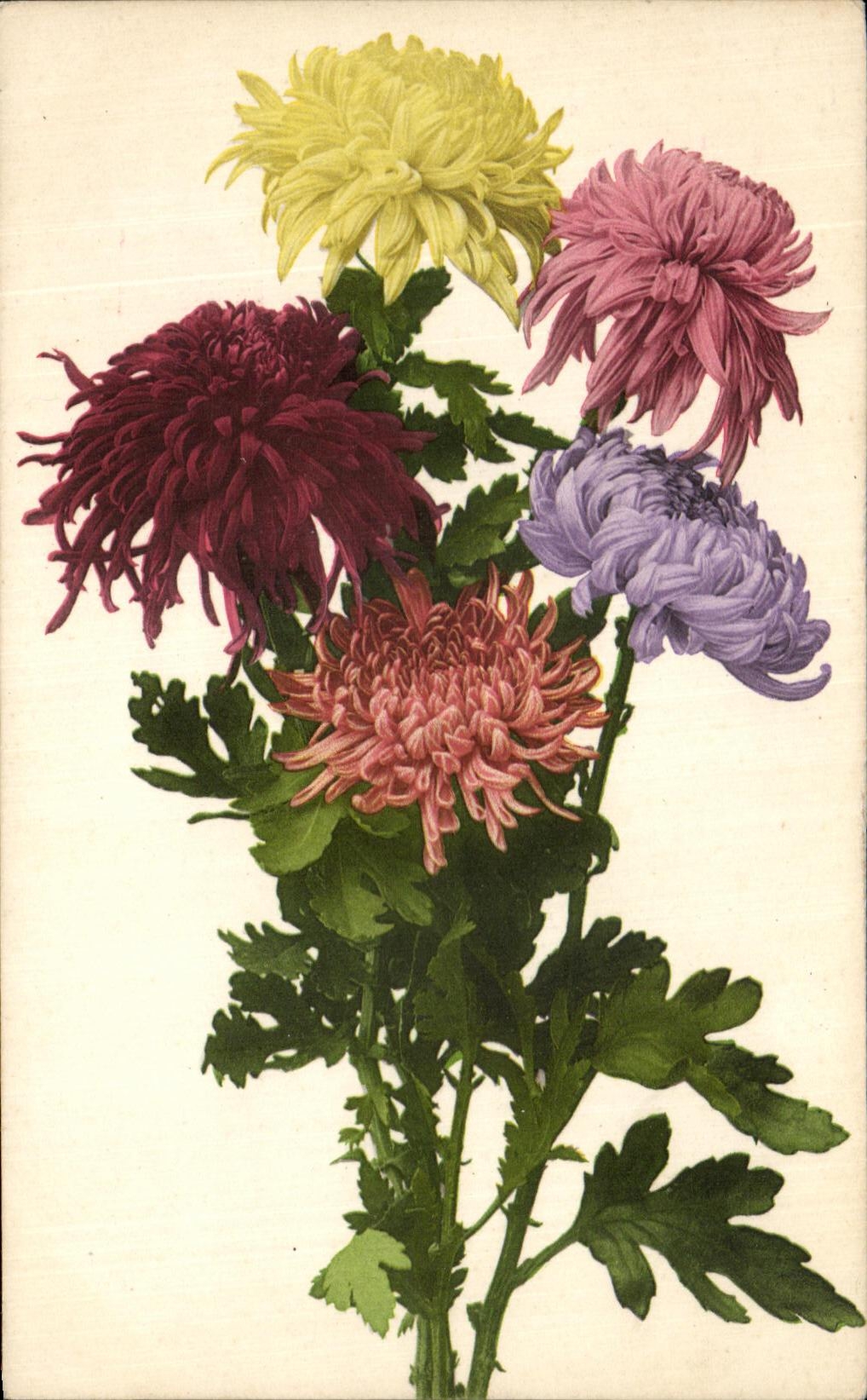 Flores de la fantasia de CPA