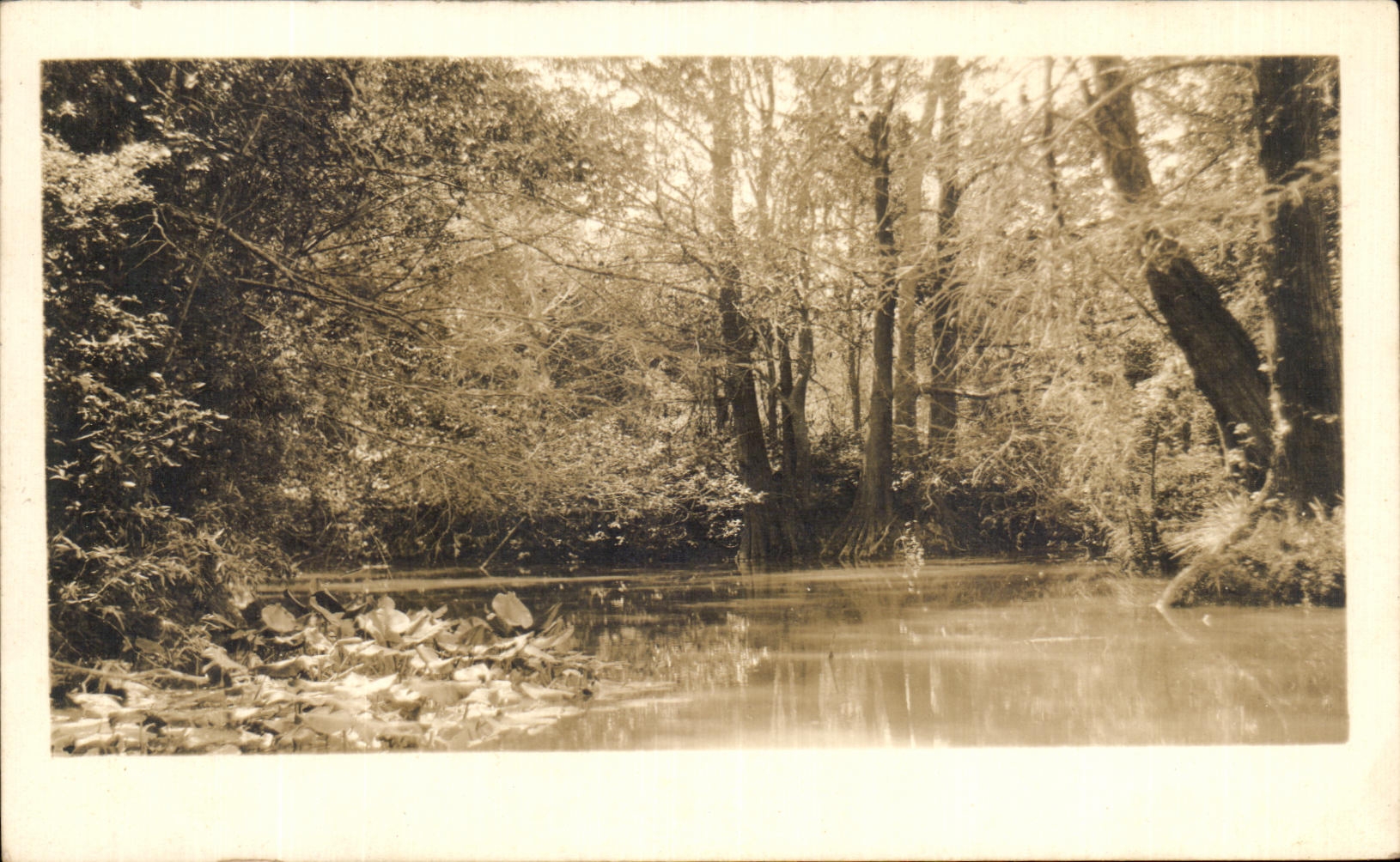 Selva verdadera de Ciudad de Mexico Mexico de la foto