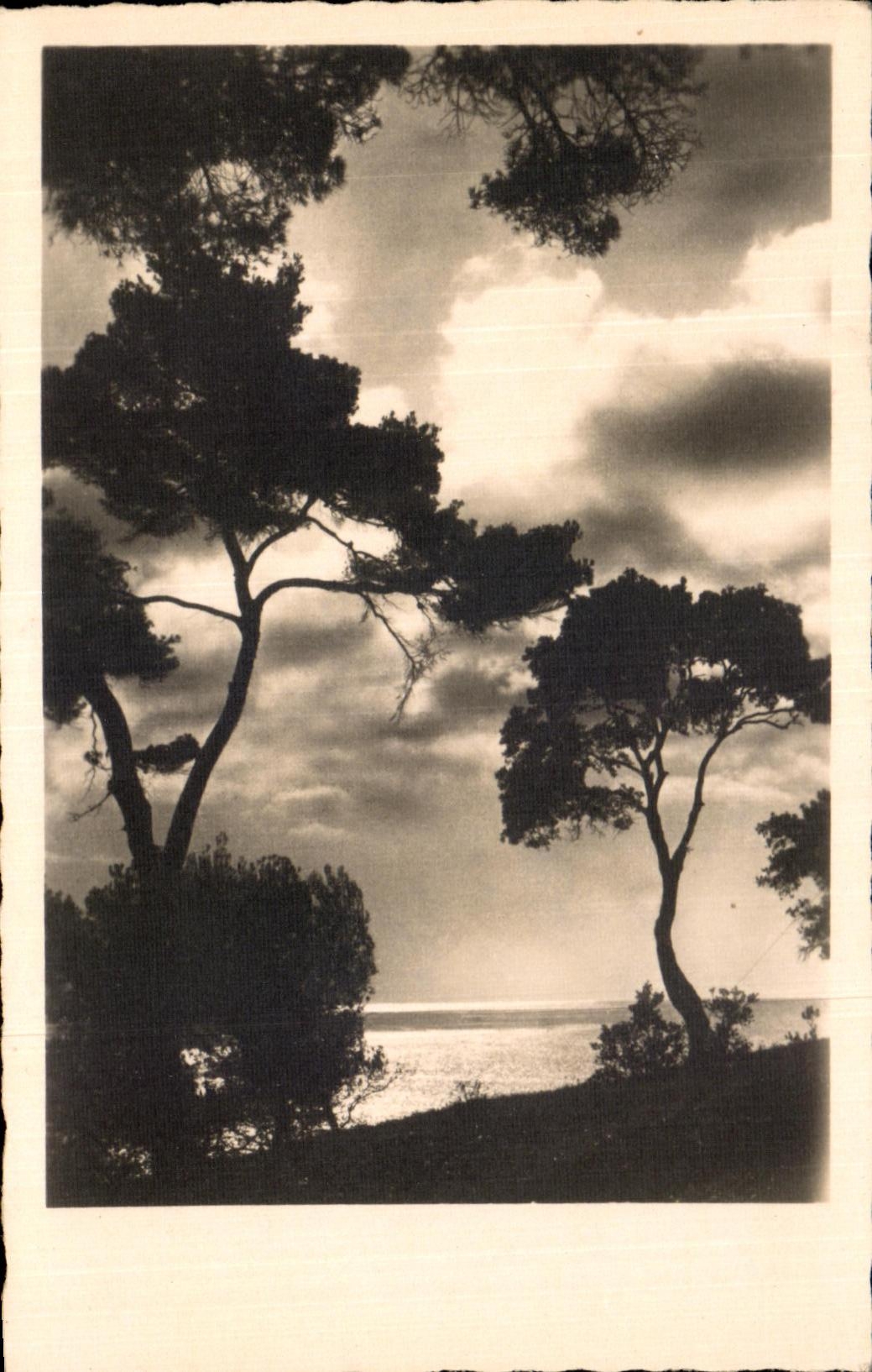 arboles del paisaje de CPA